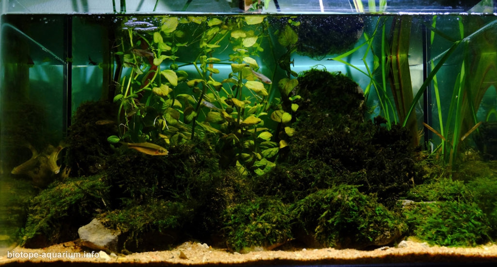 Rio Liz spring area. Leiria, Portugal, 60 L – Biotope Aquarium