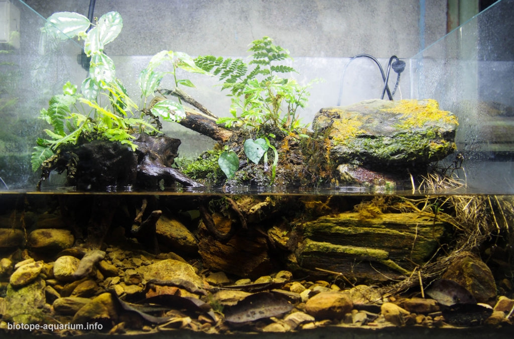 Stream in northeastern (Yilan) Taiwan, 36 L – Biotope Aquarium