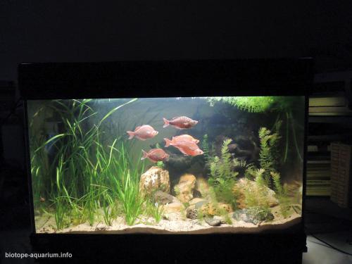 046_biotope-aquarium_ao-4-4
