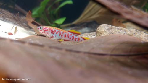 Little_creek_of_West_Africa_with_killifish_3