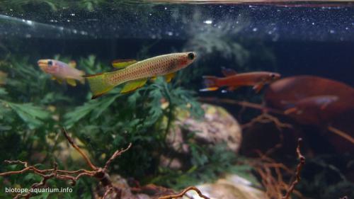 Little_creek_of_West_Africa_with_killifish_5