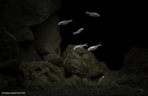 Underground waters of Cueva Chica Cave, San Luis Potosi Province, Mexico-2