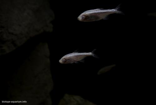 Underground waters of Cueva Chica Cave, San Luis Potosi Province, Mexico-4