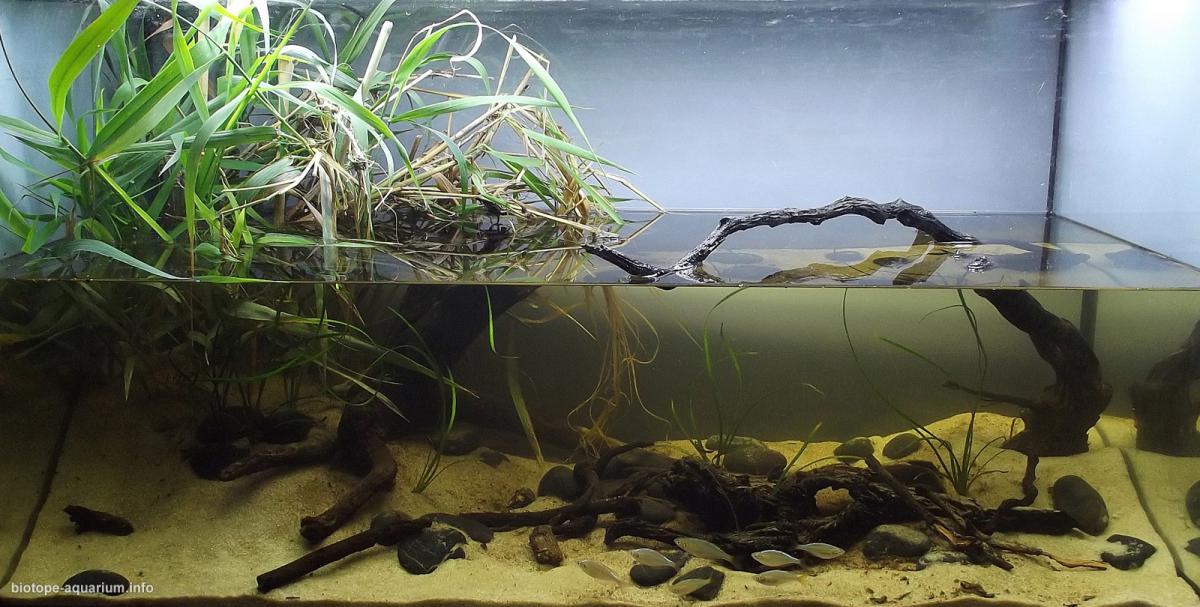 New Guinea, 112 L – Biotope Aquarium