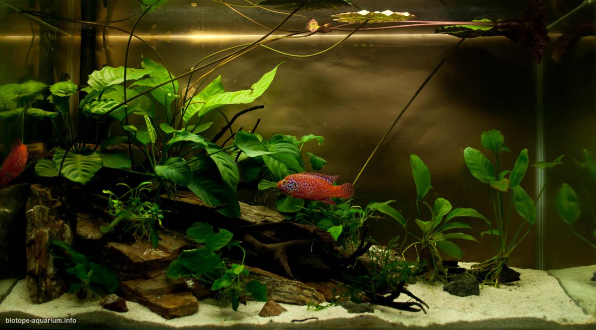 West Africa, 130 L – Biotope Aquarium