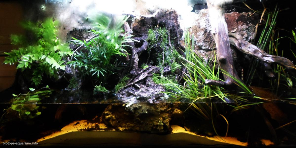 Magic Dream, 120 L – Biotope Aquarium