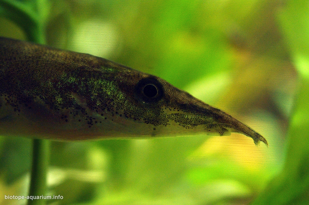 Western Ghats – Chalakkudy river, India, 180 L – Biotope Aquarium