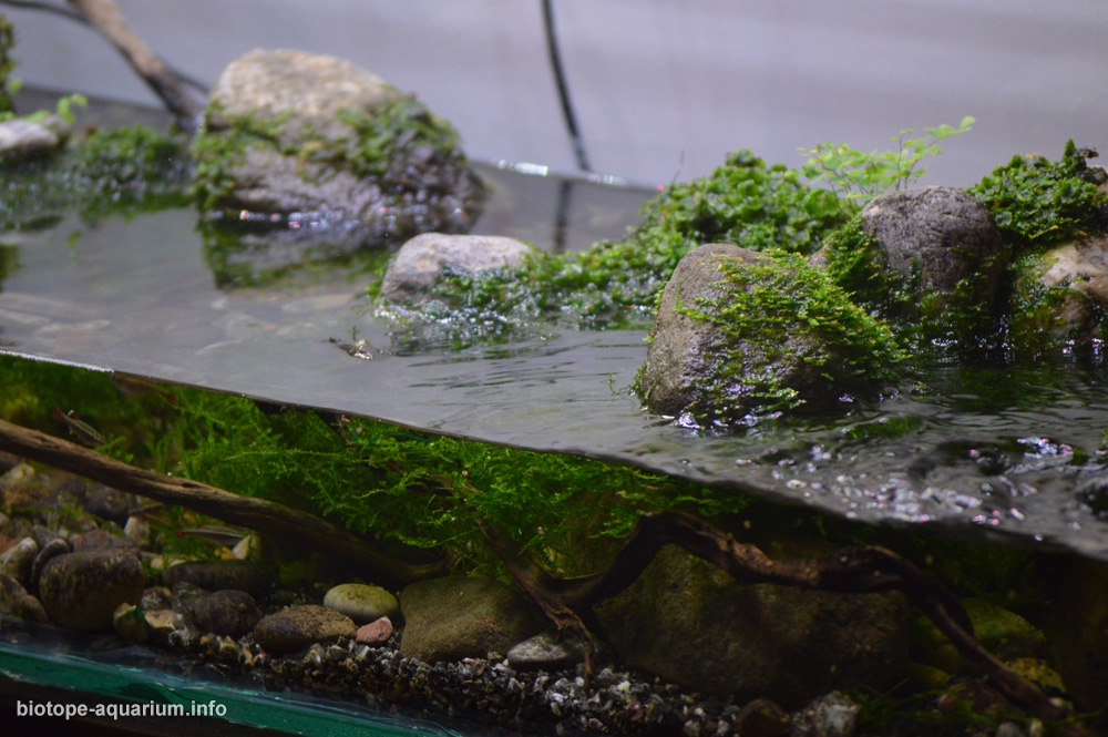 White Cloud Mountain, Kwangtung, China, 80 L – Biotope Aquarium