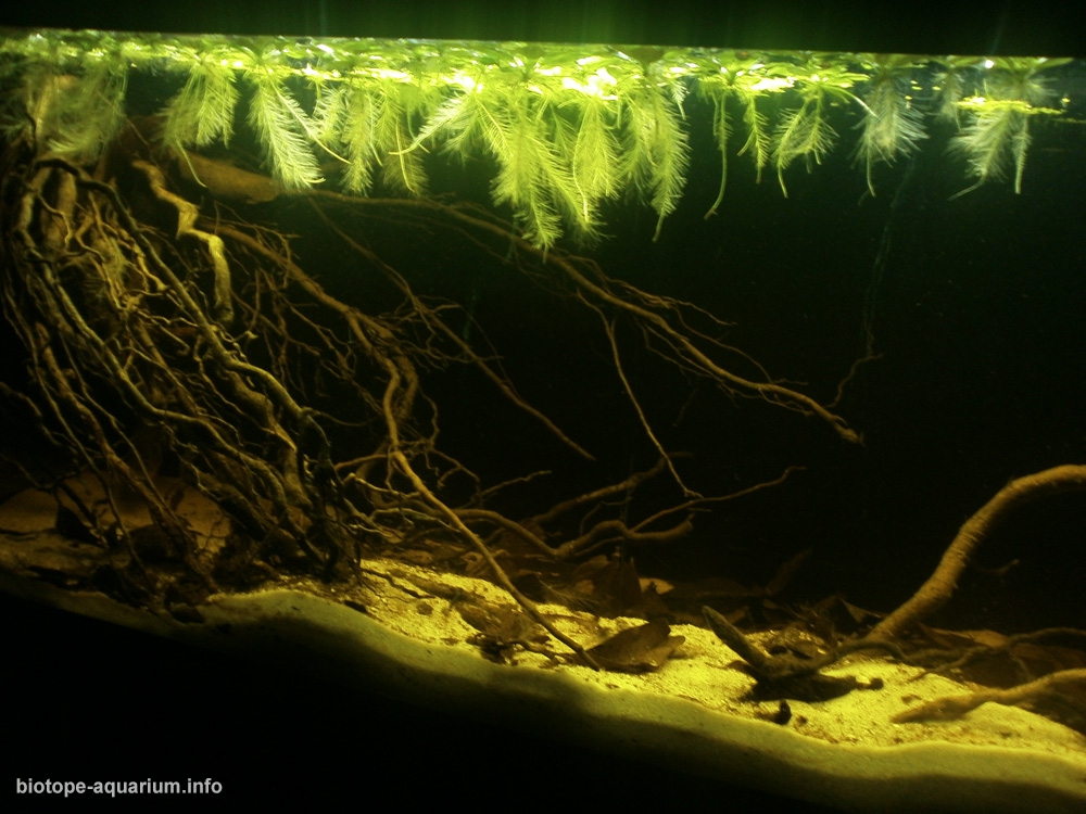 Caño Yarina creek, Rio Pacaya, Peru, 180 L – Biotope Aquarium