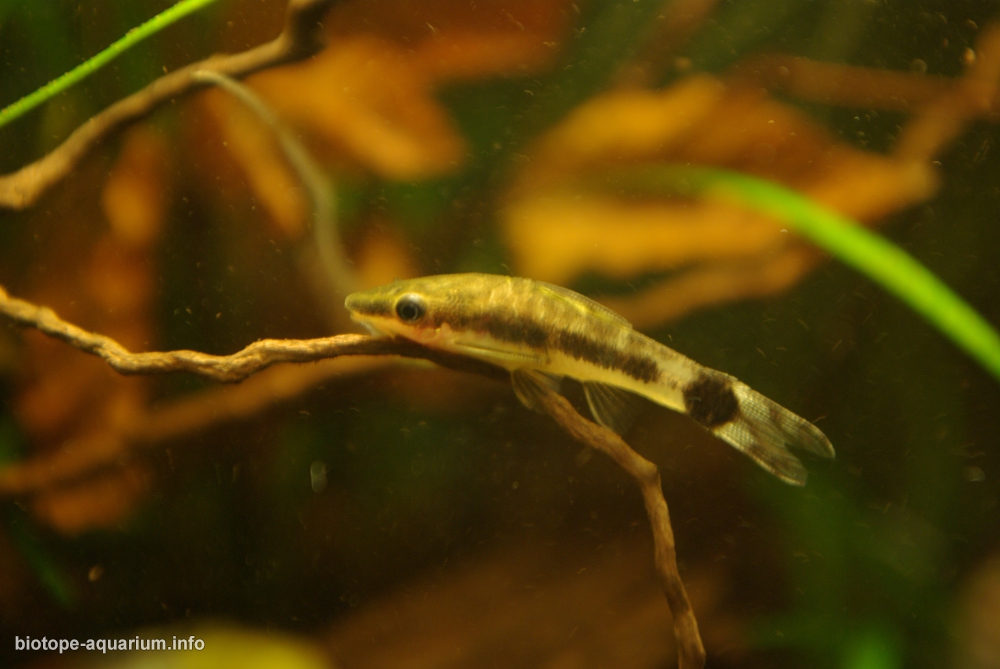 Upper Amazon River basin, Departamento Loreto, Peru, 55 L – Biotope ...