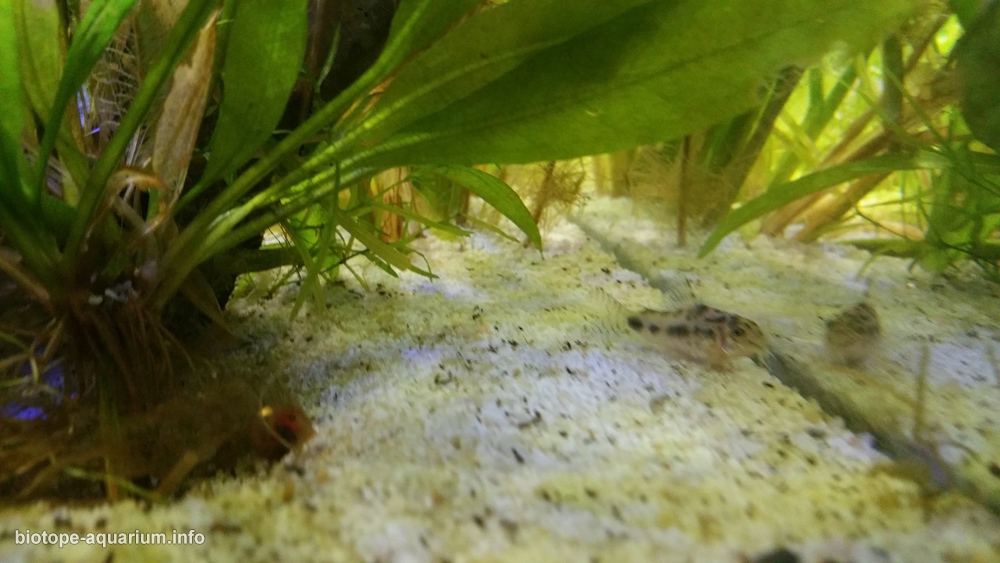 Rio Orinoco, Shallow clear waters, Venezuela, 110 L – Biotope Aquarium