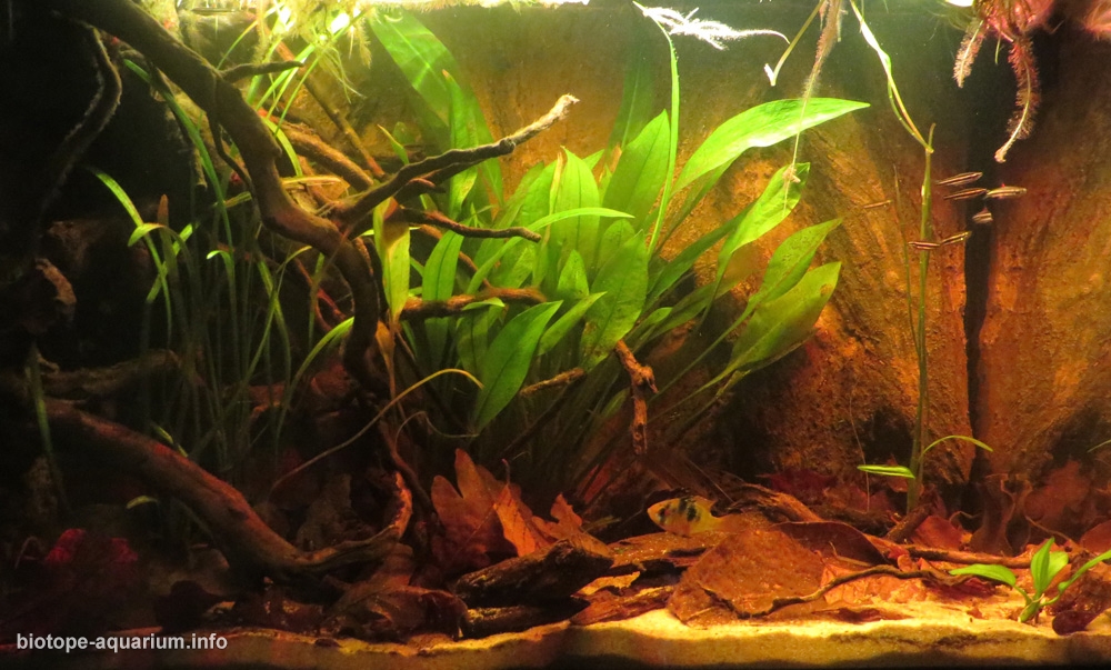 Blackwater Amazon river biotope, 70 L – Biotope Aquarium