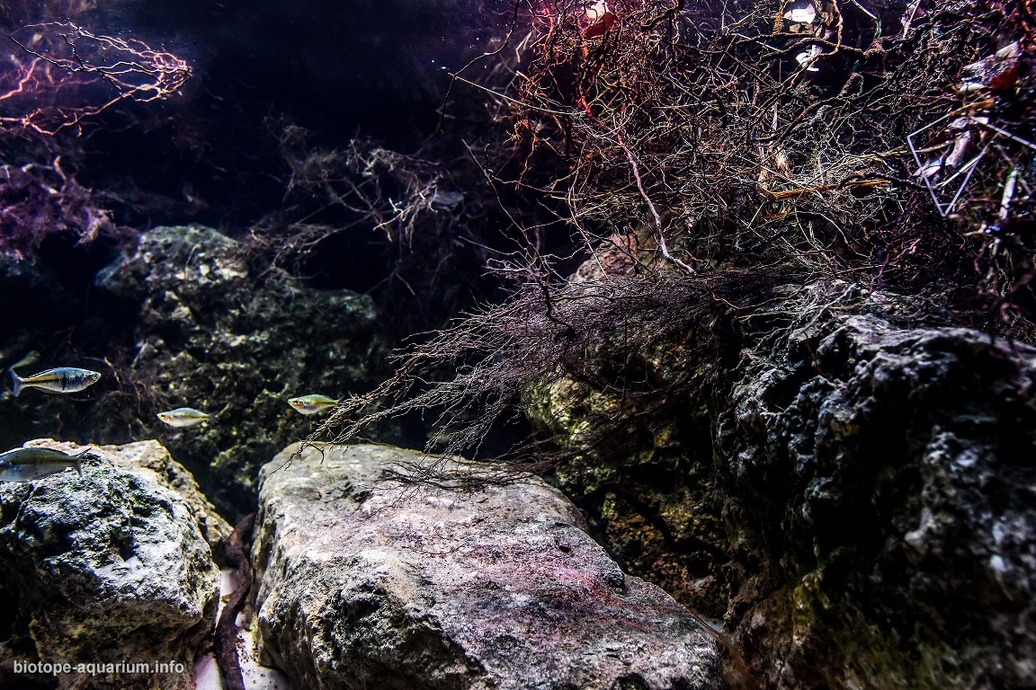 Coastal area of Ayamaru Lake, West Papua, New Guinea, 480 L – Biotope ...