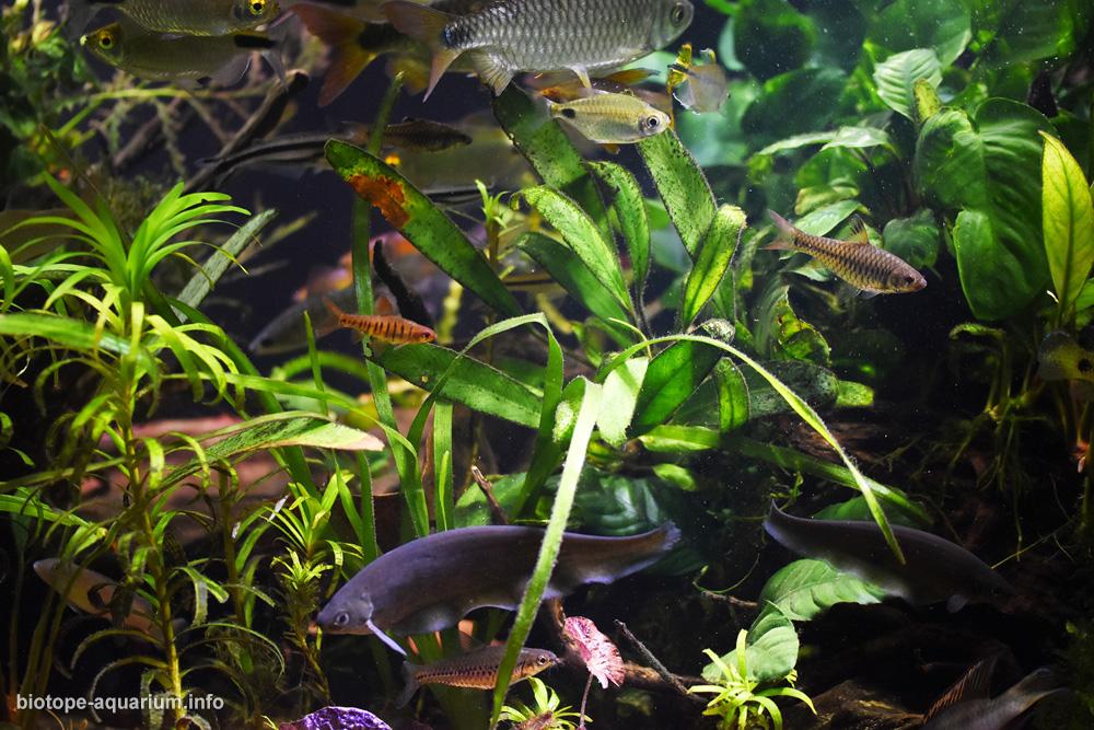 Congo River Basin, West Africa, 180 L – Biotope Aquarium