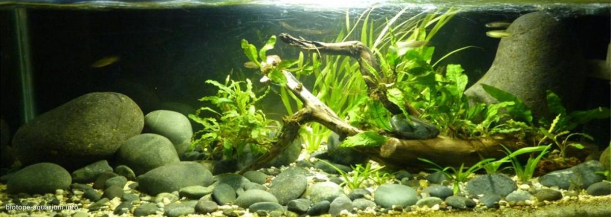 Main River Bengal Assam Border, India, 35 L – Biotope Aquarium