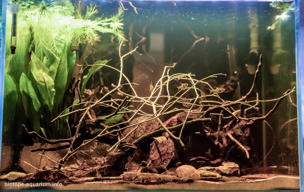 Orinoco river, Colombia, South America, 96 L – Biotope Aquarium