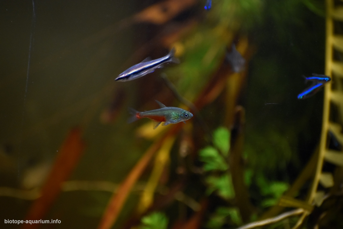 Paragua River, Bolivar state, Venezuela – Biotope Aquarium