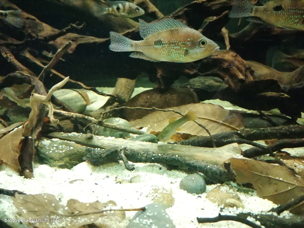 Rio Jesus Maria Costa Rica On the edge of the river, 576 L – Biotope ...