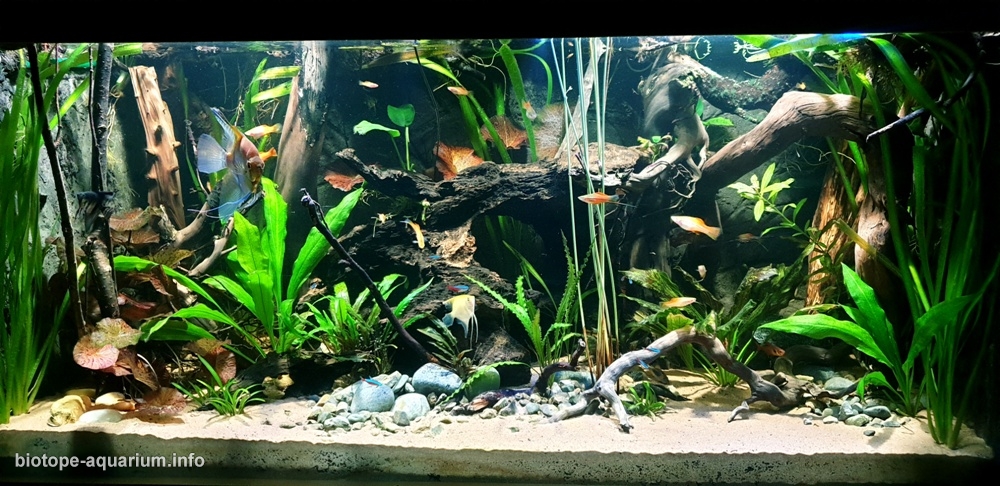 Rio Negro сlear water, Brazil, 468 L – Biotope Aquarium