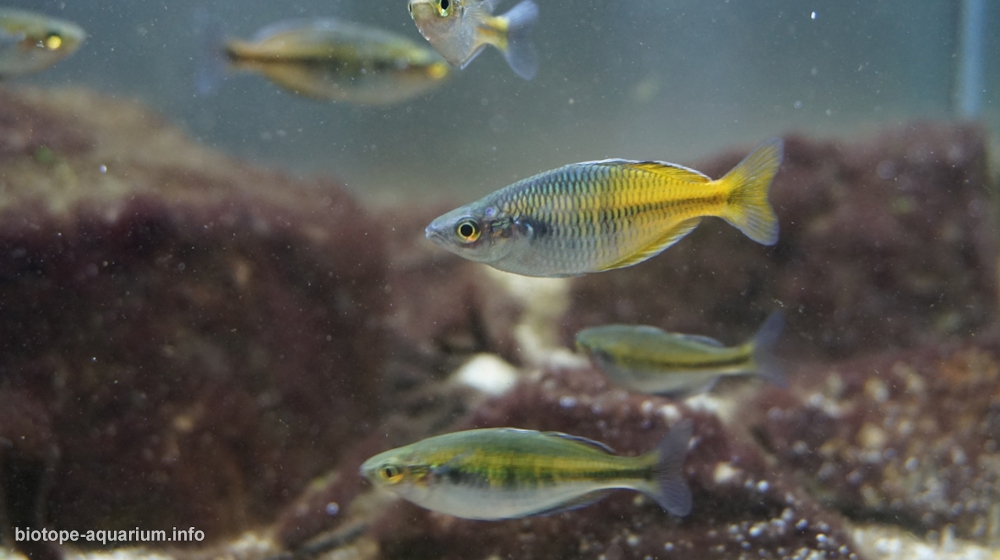 Shallow water in lake Ajamaru, 81 L – Biotope Aquarium