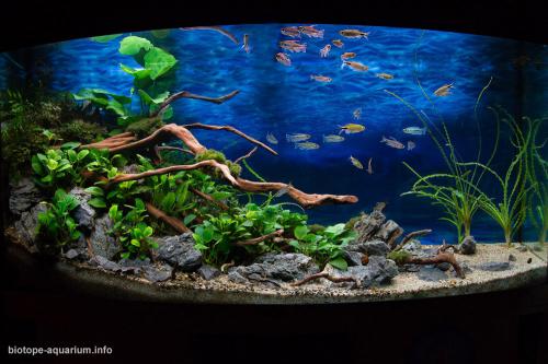 Banks Of Malebo Pool Or (stanley Pool) Congo, 260 L – Biotope Aquarium