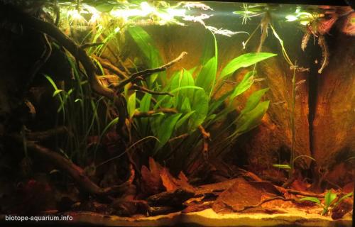 Blackwater Amazon river biotope, 70 L – Biotope Aquarium